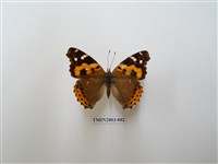 藏品(大紅蛺蝶)的圖片